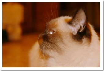 IMG_0680修