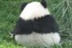 我爱国宝——熊猫启示<wbr/>录