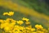 保护菊花协会