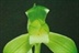 兰花