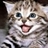 虎纹猫仔