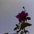 littleyeah