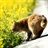 莎莎的猫