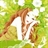 Alcestis