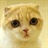 贰猫