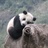绿色小熊