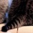 猫尾巴