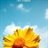 Sunshine