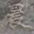 子非我