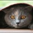 rubycat
