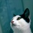 小猪