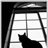 Black  cat