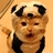 猫猫