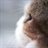 猫猫眼