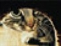 猫窝