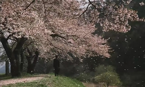 说说日本电影中让你印象深刻的美景