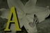 嵐Arashi