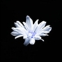 花痴袭人知昼暖