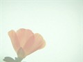 wishful 最爱是你