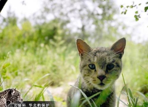 附图:草原斑猫