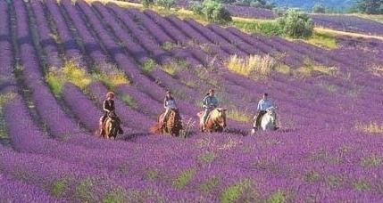 九大胜地令<em>女人</em>神魂颠倒 美酒咖啡雪茄烟 电影