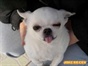 狗狗