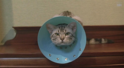 仓鼠一直咕咕咕叫.而且不爱动了.气味也很大怎