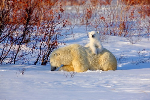 加拿大以北--北极熊的母子情深 (二) 有图有真相