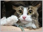 头图　·　猫眼