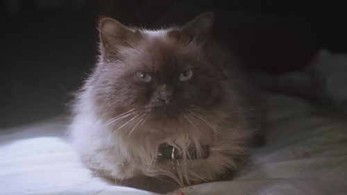 《拜见岳父大人》中的搞笑片段~