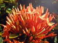 Beautiful flowers