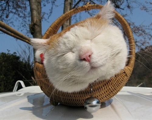 最贱的猫_史上最贱百变猫叔大全