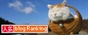 かご猫的blog