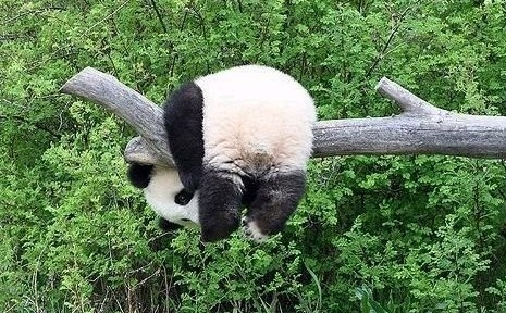 可爱大熊猫-1 image