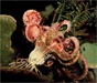 美科学家公布奇妙海洋生物照片