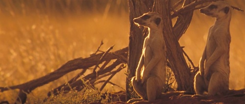 【100部纪录片请你猜】earth song(suicide) m