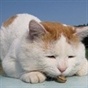 魔法蓝猫