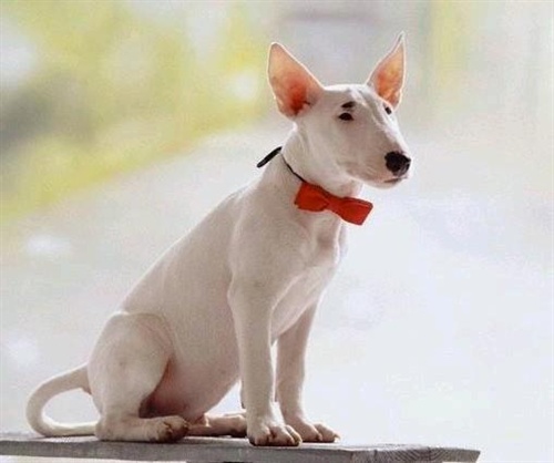 帅哥踩贱狗_篮球帅哥的胯下奴_帅哥胯下的贱狗奴 - 天猫资讯网