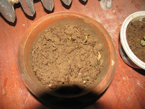 水培的大蒜 花草世界 电影