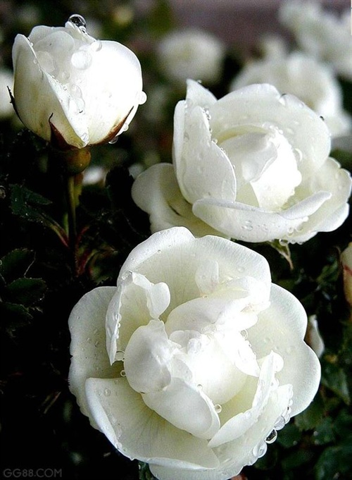 你应当梦见去罗马,他说。 妇女合作社 电影