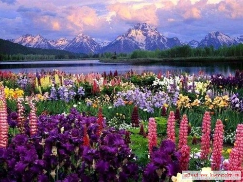 普罗旺斯的花海 游天下 电影