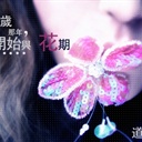 败落の茈 797005