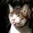 卷毛猫 1541028