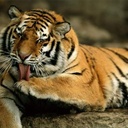 TigerLili 1881100