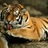 TigerLili 1881100
