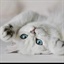 dr_sissi