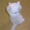 猫又全宗 2327162