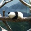 ximenqq