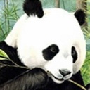 Pandaaaa 1089216