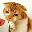 折耳猫 823216